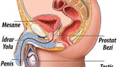 Prostat Nedir? Ne İşe Yarar?